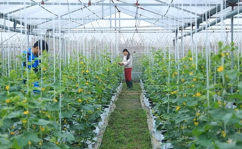 Sản xuất nông nghiệp tại khu vực Mê Linh, Hà Nội - nơi tiềm năng ứng dụng công nghệ cao đang được đẩy mạnh.